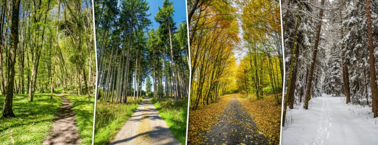 Four season collage from vertical banners with roads in forest. All used photos belong to me.